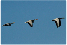 Bird Watching in Ladakh