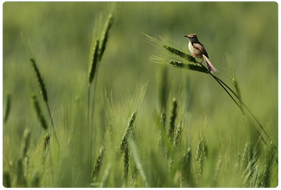 Bird Watching in Ladakh