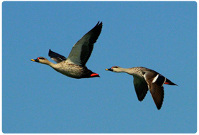 Bird Watching in Ladakh