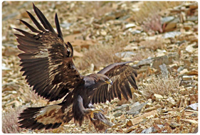 Bird Watching in Ladakh