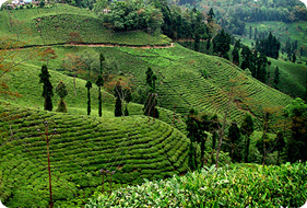 Kanchenjunga Trail