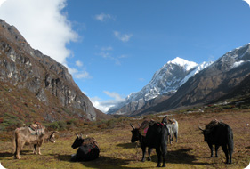 Trekking Tours Package in Sikkim
