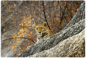 Snow Leopard Trek Ladakh