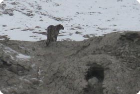 Snow Leopard Trek Ladakh