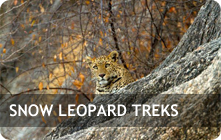 Snow Leopard Treking in Ladakh