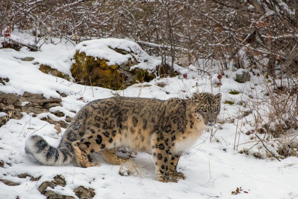 Snow Leopard Expedition